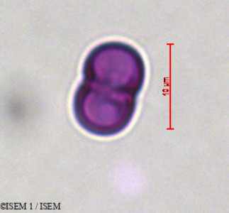 ISEM 1/Cynoglossum_cheirifolium_29273/Cynoglossum_cheirifolium_29273_0001(copy)_thumb.jpg